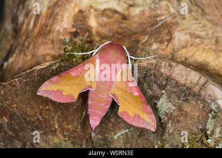 Kleiner Weinschwärmer, Deilephila porcellus, Pergesa porcellus, small elephant hawkmoth, small elephant hawk-moth, Petit sphinx de la vigne, Petit pou Stock Photo