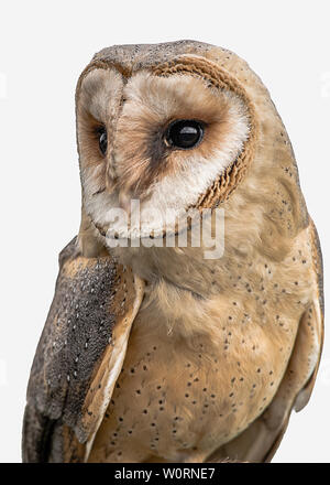 Isolated melanistic barn owl half length portrait Stock Photo