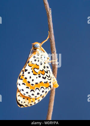 Spotted aka Red band fritillary butterfly, Melitaea didyma, just emerged from chrysalis. Waiting for wings to dry. Blue background. Stock Photo