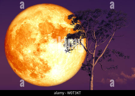 super rose moon on night sky back over silhouette tree, Elements of this image furnished by NASA Stock Photo