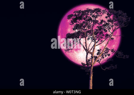 super rose moon on night sky back over silhouette tree, Elements of this image furnished by NASA Stock Photo