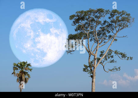 super strawberry moon on night sky back over silhouette tree, Elements of this image furnished by NASA Stock Photo