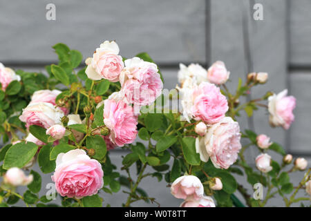 Romantic pink roses in the garden against the background of a wooden house Stock Photo