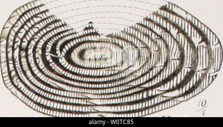 1299 Maksimov Russkaya Krestyanka 16 Stock Photo Alamy