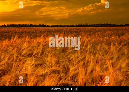Dry wheat field, drought condintions with heat Stock Photo