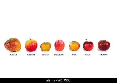 seven different apples on a white background with name labels Stock Photo