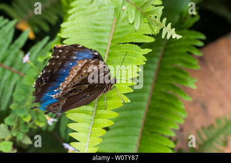 Blue Morpho, Morpho granadensis sitting on a leaf. Stock Photo