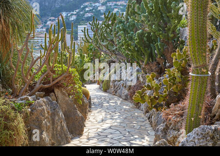 MONTE CARLO, MONACO - AUGUST 20, 2016: The exotic garden path with rare succulent plants in a sunny summer day in Monte Carlo, Monaco. Stock Photo