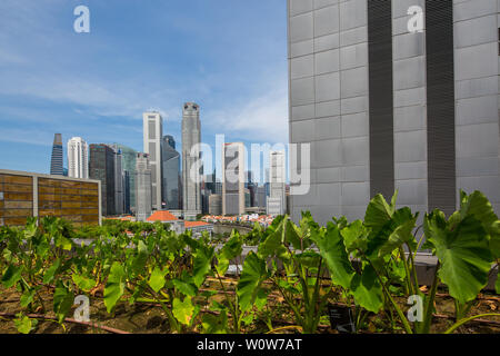 Urban farm agriculture on rooftop, Funan Mall, open roof offer a spacious view of Singapore Central Business District and contemporary skyscrapers. Stock Photo