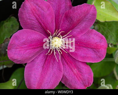 A close up of a single deep pink flower of Clematis Acropolis Stock Photo