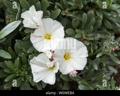 A group of white flowers of Convolvulus cneorum against a background of silver grey foliage Stock Photo