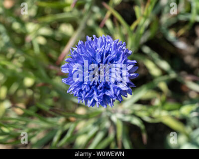 A close up of a single blue flower of Centaurea cyanus or cornflower Stock Photo
