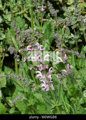 A pink flowering spike of Salvia pratensis Pink Delight Stock Photo
