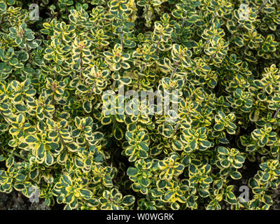 A close up of the green a golden foliage of Thymus citriodorus Aureus Stock Photo