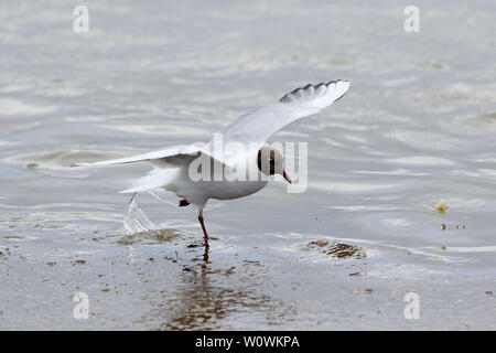 Adult Black headed Gull in Breeding plumage in flight on North Ronaldsay Orkney Scotland Stock Photo