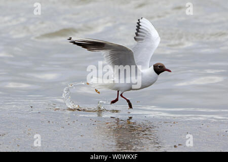Adult Black headed Gull in Breeding plumage in flight on North Ronaldsay Orkney Scotland Stock Photo