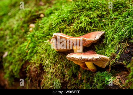 Colorful wild mushrooms growing on green moss in forest Stock Photo