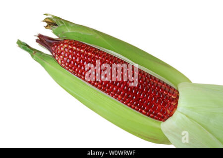 Fresh purple corns with green husks and peeled isolated on white background Stock Photo
