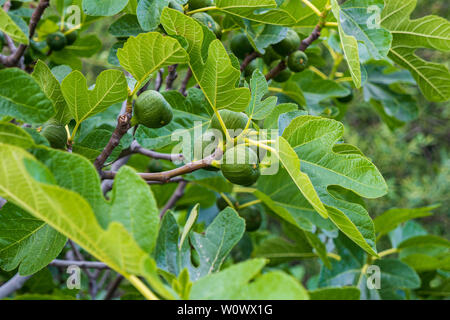 Branches of a fig tree with its figs in summer Stock Photo