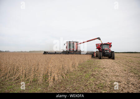 (190628) -- BEIJING, June 28, 2019 (Xinhua) -- Farmers harvest soybeans in Rosario, Argentina, May 2, 2019. (Xinhua/Martin Zabala) Stock Photo