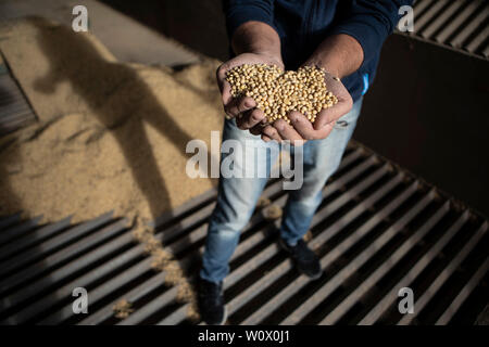 (190628) -- BEIJING, June 28, 2019 (Xinhua) -- A soybean merchant shows soybeans in storage in Rosario, Argentina, May 2, 2019. (Xinhua/Martin Zabala) Stock Photo