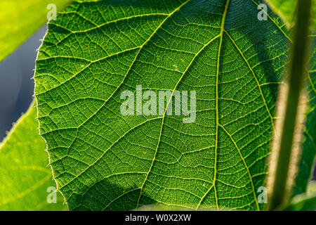 Close up image of green leaf Stock Photo