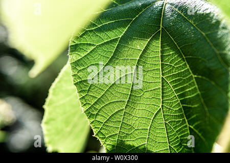 Close up image of green leaf Stock Photo