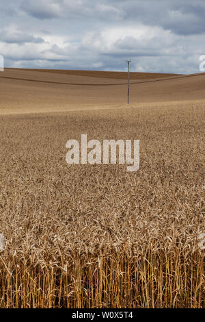 Field of arable crop in Wiltshire, UK Stock Photo