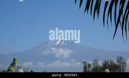 majestic snowcapped Mount Kilimanjaro in Tanzania framed by palm fronds and trees under a cloudless blue sky Stock Photo