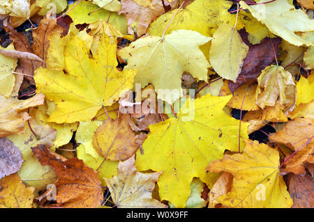 Multicolored maple leaves lie on the grass. Stock Photo