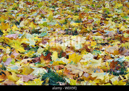 Multicolored maple leaves lie on the grass. Stock Photo