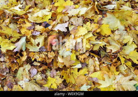 Multicolored maple leaves lie on the grass. Stock Photo
