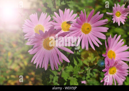 A close up photo of a bunch of dark pink chrysanthemum flowers with yellow centers and white tips on their petals. Stock Photo