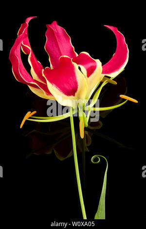 One single red Gloriosa Lily