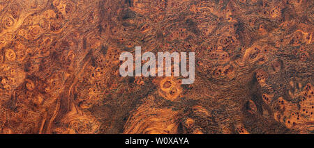 Nature afzelia burl wood striped, Exotic wooden beautiful pattern for crafts or abstract art texture background Stock Photo
