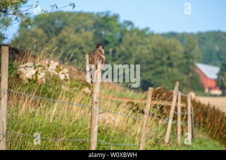 Perched Buzzard on a wood pole in the countryside Stock Photo