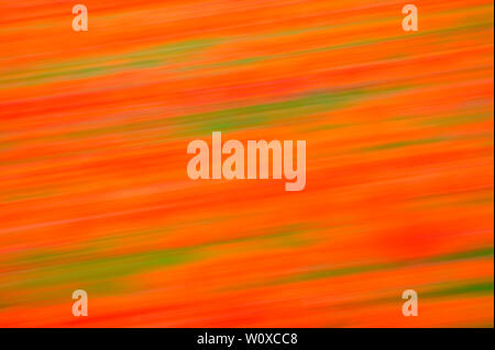 Abstract photograph of blurred poppies in a field Stock Photo