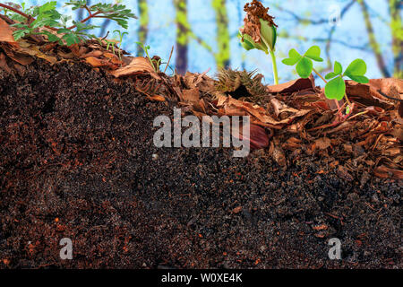 Beech sprout and clover emerging from the topsoil of a cambisol Stock Photo