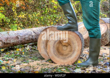 Wellington boots in the forest. A forest worker with rubber boots and green work trousers has put a leg on the sawed tree trunk.