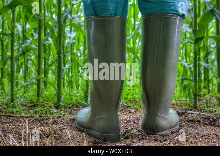 Rubber boots for agriculture. Farmer stands with green rubber boots in front of his corn field. Stock Photo