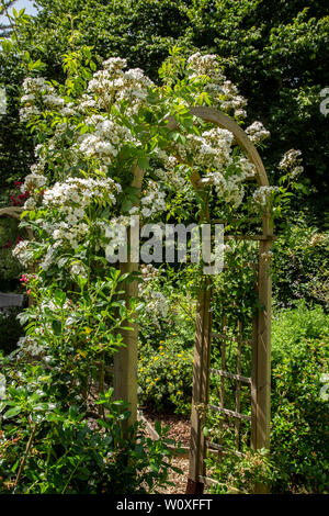 Rambling Rector, a vigorous white rambling rose in flower on a garden ...