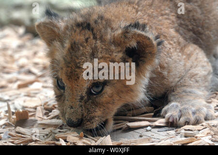 Liberec, Czech Republic. 28th June, 2019. Barbary Lions cub are seen playing at Liberec Zoo in the Czech Republic (110 kilometers north of Prague). Two cubs were born in May 8, 2019 at Liberec Zoo.The Barbary lion sometimes referred to as the Atlas lion is an African lion population that is considered extinct in the wild. Barbary lions are recorded throughout history. The Romans used Barbary lions in the Colosseum to battle with gladiators. Thousands of these cats were slaughtered during the reign of Caesar. Credit: Slavek Ruta/ZUMA Wire/Alamy Live News Stock Photo