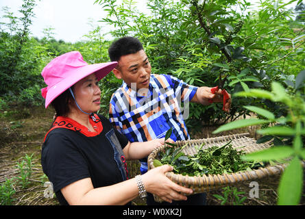 (190628) -- CHONGQING, June 28, 2019 (Xinhua) -- Liu Yi (R) and his wife Lu Kai pick peppers at a planting base in Yulong Village of Nanping Township in Nanchuan District, southwest China's Chongqing, June 27, 2019. Despite losing his right arm in an accident at the age of nine, 44-year-old Liu Yi has never lowered his head towards destiny. After graduation from a vocational school in 1994, he tried a good many jobs like dishwasher, fruit dealer and coal miner. Since 2010, he has decided to start up his own business at his hometown by organizing villagers to plant bamboo roots and raising chic Stock Photo