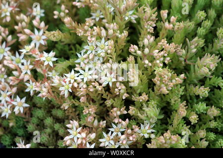 Sedum or Stonecrop hardy succulent ground cover perennial light green plants with thick succulent leaves and fleshy stems with flowers Stock Photo