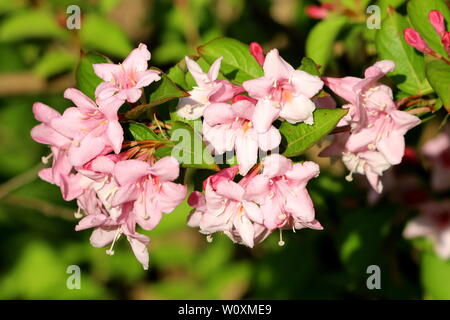 Weigela Florida Pink princess hardy plant with rose pink tubular foxglove shaped fully open blooming flowers mixed with green leaves Stock Photo