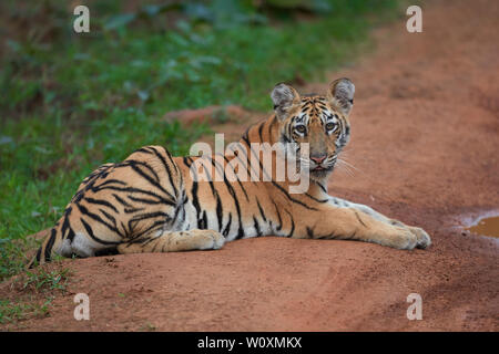 Maya Tigress cun on the jungle track looking at camera, Tadoba forest, India. (Panthera Tigris ) Stock Photo