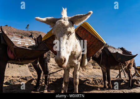 Africa, Ethiopia, Axum, donkeys in the ruins of the baths of the Queen of Saba Stock Photo