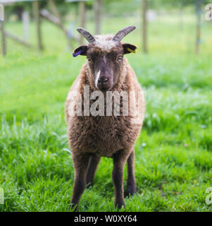 Closeup of young soay domestic sheep livestock ovis aries in field Stock Photo