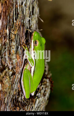 Green tree frog is resting/hiding on the tree. After heavy rainshower, it's easier to find these small  beauties hiding on the plants. Stock Photo