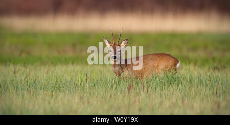 Roe deer buck in winter coat in spring standing on a green meadow in daylight Stock Photo